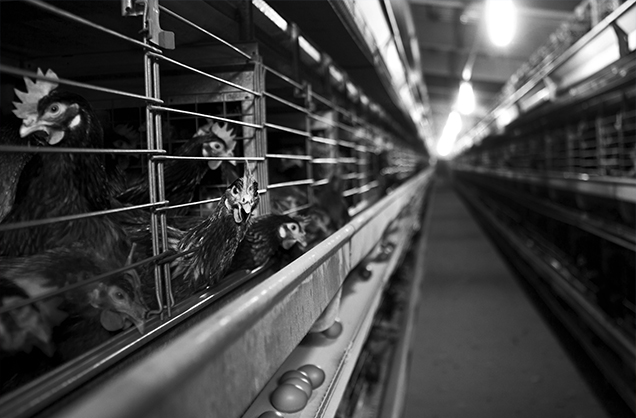 hens in battery cages